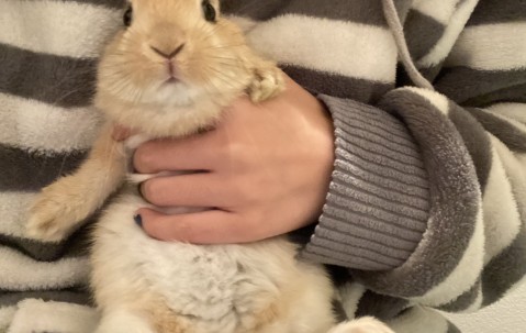 九游体育入口-虎兔是什么字